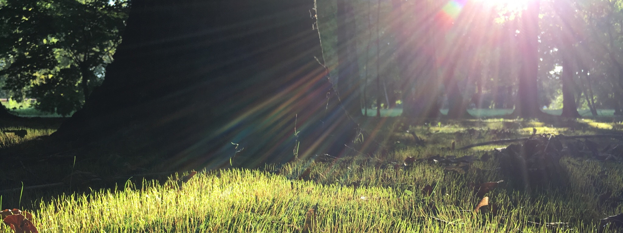 Słońce rozświetlające trawę wśród drzew