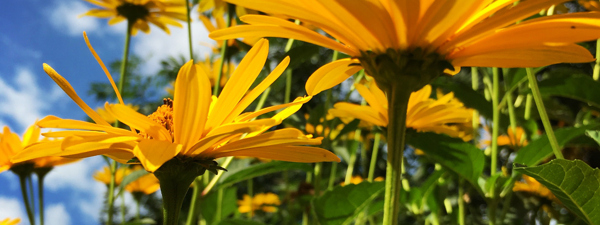 Żółte kwiatki pokazane w żabiej perspektywie z widokiem za niebieskie niebo.