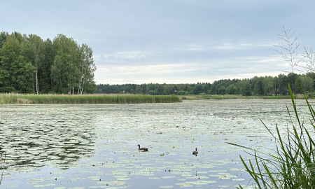 Kaczki pływające po jeziorze