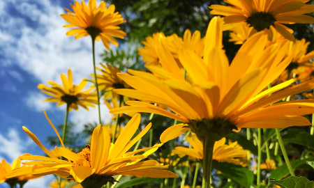 Żółte kwiatki pokazane w żabiej perspektywie z widokiem za niebieskie niebo.